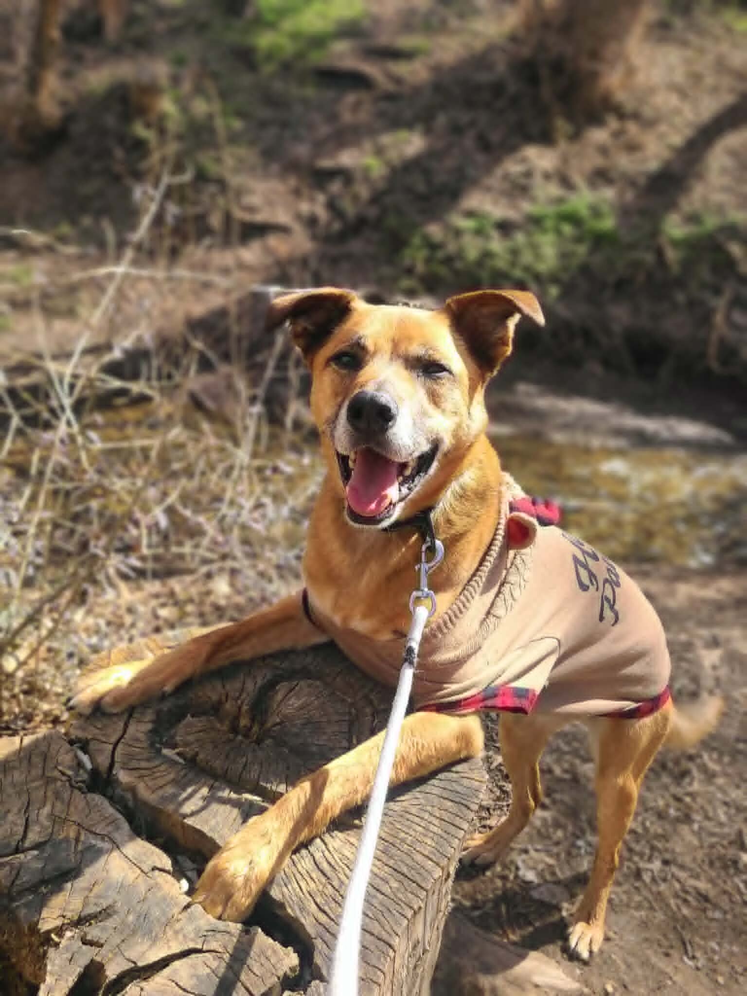 Picture of the Animal Listed